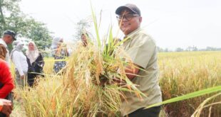 Tunggu Ya, Sedang Diusulkan ke Kementan RI, 376 Desa dan Kelurahan di Kuningan Bakal Dibantu Traktor