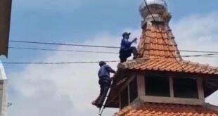 Aksi Dramatis Tim Damkar Kuningan Selamatkan Burung Palk Australia di Atap Mushola