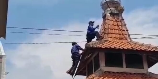 Aksi Dramatis Tim Damkar Kuningan Selamatkan Burung Palk Australia di Atap Mushola