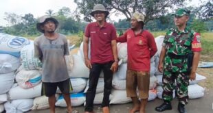 Petani Desa Tambakbaya Jual Gabah Langsung ke Bulog, Harga Lebih Menguntungkan