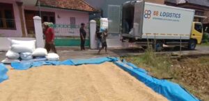 Petani Desa Tambakbaya Jual Gabah Langsung ke Bulog, Harga Lebih Menguntungkan