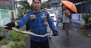 Heboh! Ular Sanca Masuk Halaman Rumah Warga Ciporang, Damkar Kuningan Bergerak Cepat