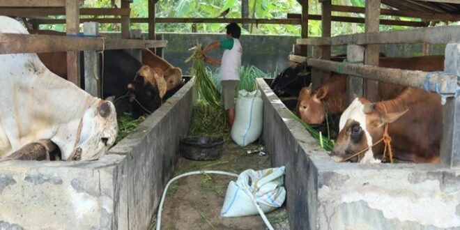 Warga Kuningan Timur Soroti Usulan Pokir Ternak, Bupati Diminta Lebih Selektif