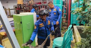 Biawak Masuk Permukiman! Istri Teriak, Suami Lapor, Damkar Kuningan Turun Tangan