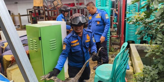 Biawak Masuk Permukiman! Istri Teriak, Suami Lapor, Damkar Kuningan Turun Tangan