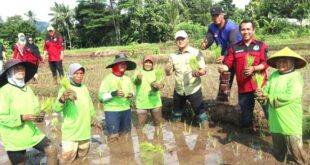 Tanam Sekali, Panen Berkali-kali! Pemkab Kuningan Dorong Inovasi Padi Salibu di Desa Kutaraja