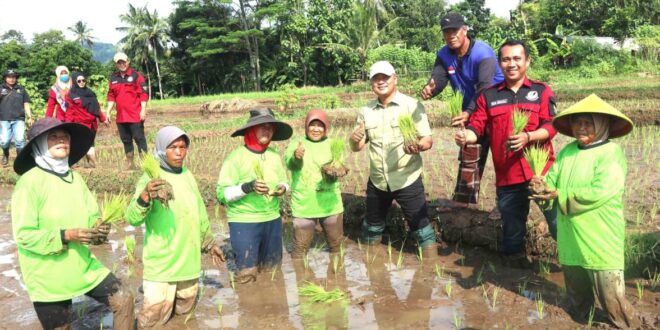 Tanam Sekali, Panen Berkali-kali! Pemkab Kuningan Dorong Inovasi Padi Salibu di Desa Kutaraja