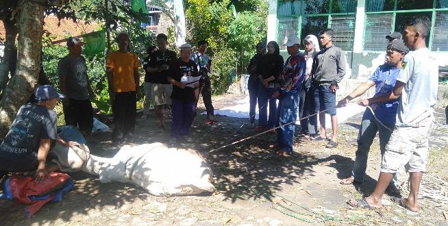 Idul Adha 1446 H, DPC PPP Kuningan Kurban 1 Sapi dan 2 Kambing