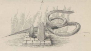 Batu kuno di Cilaja. Ilustrasi F.C. Wilsen dalam Tijdschrift voor Indische Taal-, Land- en Volkenkunde (Batavia, 1853-1855)