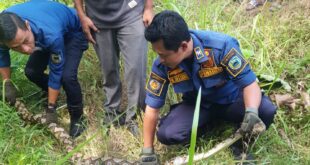 Ular Sanca 3 Meter Hebohkan Warga Babakanreuma, Dievakuasi Damkar Kuningan