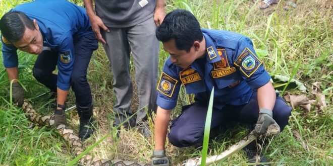 Ular Sanca 3 Meter Hebohkan Warga Babakanreuma, Dievakuasi Damkar Kuningan
