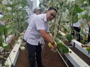 Keren! BUMDes Ancaran Panen Perdana Melon Hidroponik, Lezat dan Nikmat