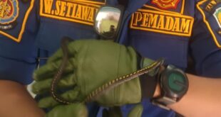 Ular Nyelonong ke Dapur! Warga Panik, Panggil Damkar Kuningan