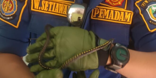 Ular Nyelonong ke Dapur! Warga Panik, Panggil Damkar Kuningan