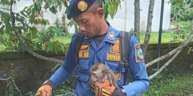 Kera Liar Obok-obok Rumah Warga, Lagi-lagi Damkar Kuningan Turun Tangan! 