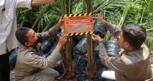 Fakta Baru Diungkap KDM, 6 Bulan Lalu Sawit Hampir Ditanam di Lereng Ciremai