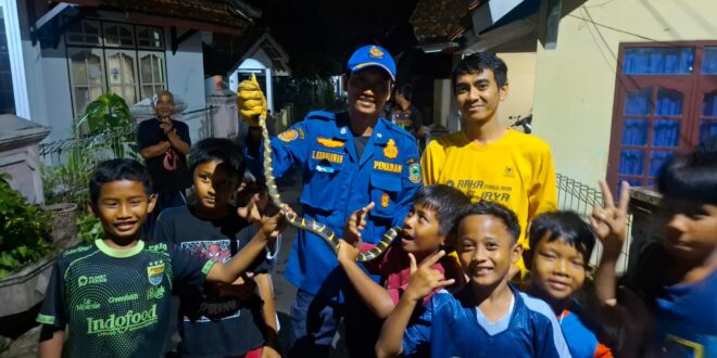 Ular Tambelang Ngumpet di Rumah Warga, Langsung Dievakuasi Damkar