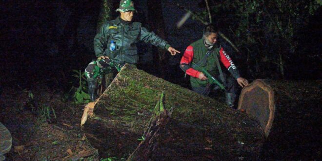 Pembalakan Liar Terbongkar, Aparat Sergap Truk Kayu di Hutan Ciremai