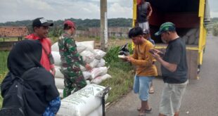 Babinsa Panawuan Dampingi Bulog Serap 2,1 Ton Gabah Petani