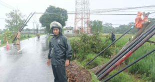 BPBD dan Damkar Siaga, Kuningan Diterjang Angin Kencang, Pohon dan Tiang Telepon Tumbang