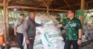 Dorong Alih Komoditas Ramah Lingkungan, Diskatan Kuningan Salurkan 38.500 Bibit Kelapa Genjah ke Petani