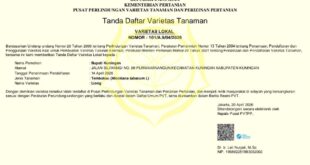 Empat Varietas Tembakau Kuningan Kantongi Sertifikat Negara, Petani Didorong Naik Kelas