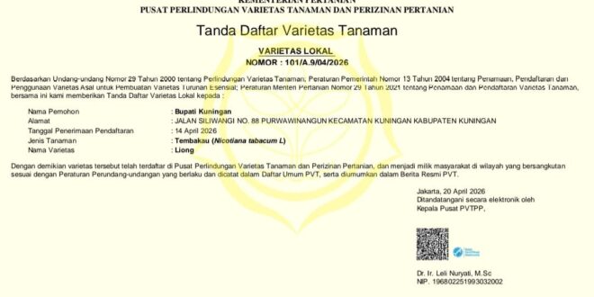 Empat Varietas Tembakau Kuningan Kantongi Sertifikat Negara, Petani Didorong Naik Kelas