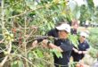 Panen di Karangsari Jadi Titik Awal, Kuningan Bidik Status Pemain Global Industri Kopi