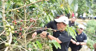 Panen di Karangsari Jadi Titik Awal, Kuningan Bidik Status Pemain Global Industri Kopi