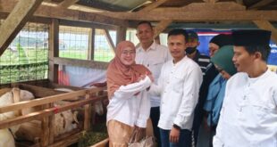 BUMDes dan KDMP Cilaja Jalin Kerja Sama Penjualan Kambing Kurban