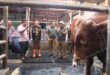 Bupati Kuningan Cek Sapi Jumbo Kurban Presiden Prabowo di Peternak Cilaja