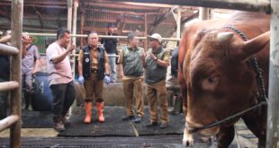 Bupati Kuningan Cek Sapi Jumbo Kurban Presiden Prabowo di Peternak Cilaja
