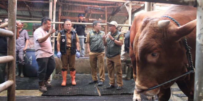 Bupati Kuningan Cek Sapi Jumbo Kurban Presiden Prabowo di Peternak Cilaja